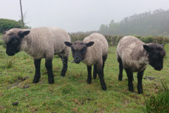 Llanwenog Lambs 600x400