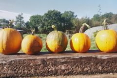 Pumpkins
