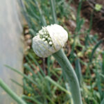 Onion Seedpod 600x600