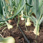 Onions 600x600