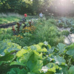 Watering 600x600