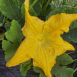 ZucFlower 600x600