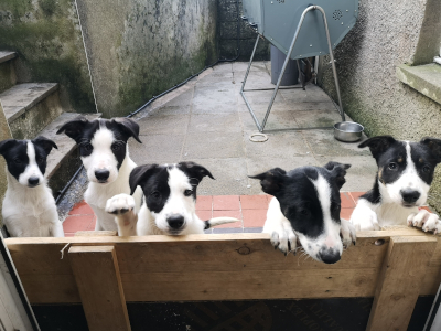 Working Sheepdog Puppies For Sale